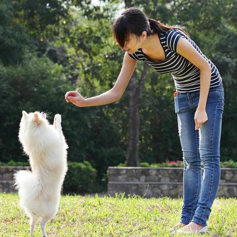 TopDog Training
